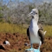 booby_bluefooted_nsey_v_0098_ecu0294.jpg